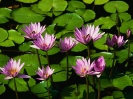 Water Lilies_1